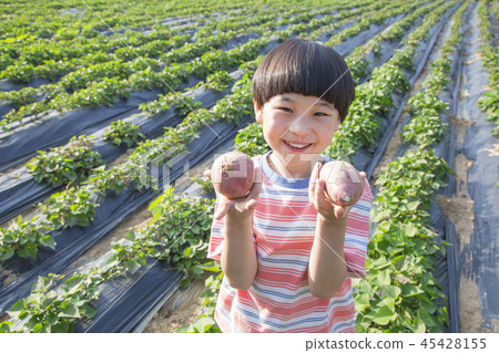 Cute little boy and girl harvesting together. Gardening, planting concept photo 265 45428155