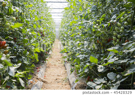 Cute little boy and girl harvesting together. Gardening, planting concept photo 064 Cute little boy and girl harvesting together. Gardening, planting concept photo 064 45428329
