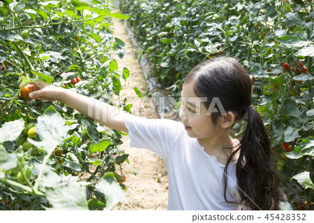 Cute little boy and girl harvesting together. Gardening, planting concept photo 078 Cute little boy and girl harvesting together. Gardening, planting concept photo 078 45428352
