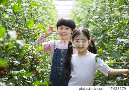 Cute little boy and girl harvesting together. Gardening, planting concept photo 048 45428379