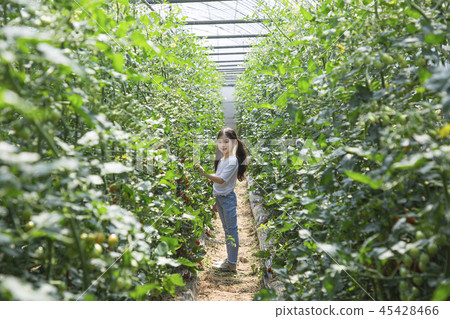 Cute little boy and girl harvesting together. Gardening, planting concept photo 037 Cute little boy and girl harvesting together. Gardening, planting concept photo 037 45428466