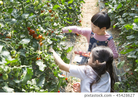 Cute little boy and girl harvesting together. Gardening, planting concept photo 044 45428627