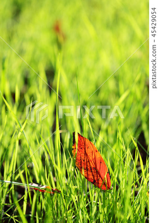 Dead leaves in the grass Dead leaves in the grass 45429054