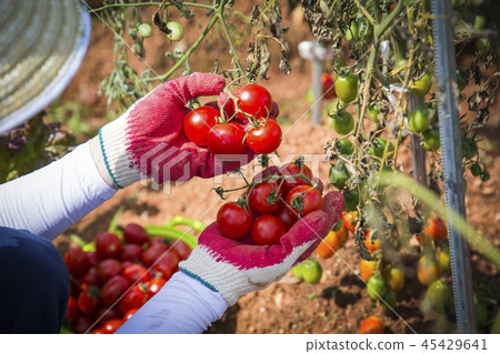 Fresh organic vegetables in the garden. Harvesting concept photo. 188 45429641