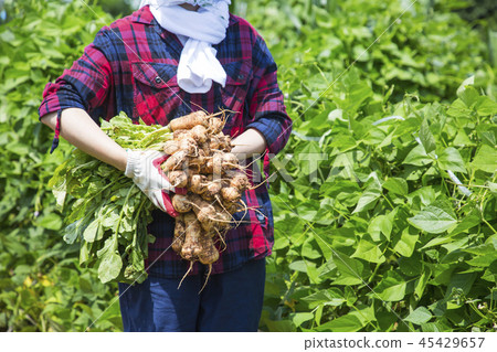 Fresh organic vegetables in the garden. Harvesting concept photo. 147 Fresh organic vegetables in the garden. Harvesting concept photo. 147 45429657