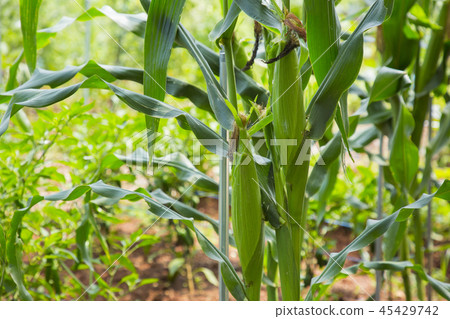 Fresh organic vegetables in the garden. Harvesting concept photo. 038 45429742