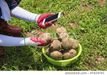 Fresh organic vegetables in the garden. Harvesting concept photo. 121 45429781