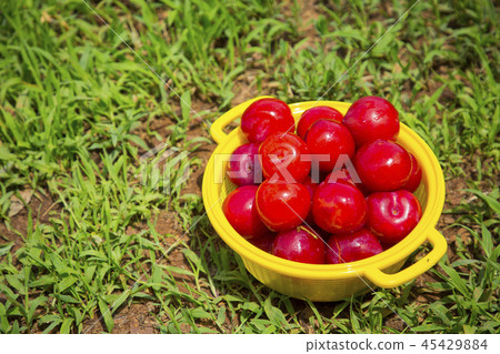 Fresh organic vegetables in the garden. Harvesting concept photo. 065 45429884