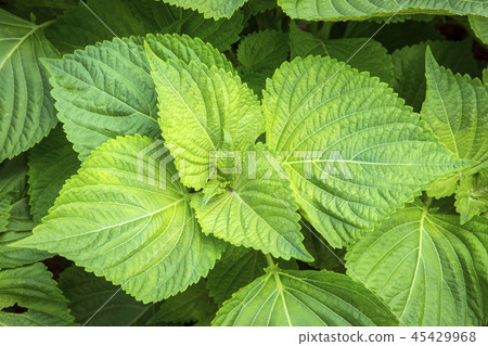 Fresh organic vegetables in the garden. Harvesting concept photo. 022 45429968