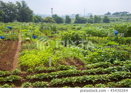 Fresh organic vegetables in the garden. Harvesting concept photo. 027 45430264