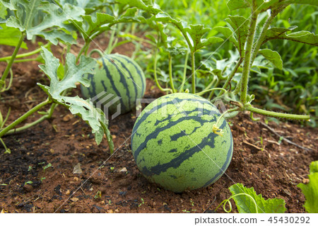 Fresh organic vegetables in the garden. Harvesting concept photo. 010 Fresh organic vegetables in the garden. Harvesting concept photo. 010 45430292