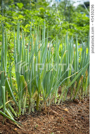 Fresh organic vegetables in the garden. Harvesting concept photo. 004 Fresh organic vegetables in the garden. Harvesting concept photo. 004 45430296