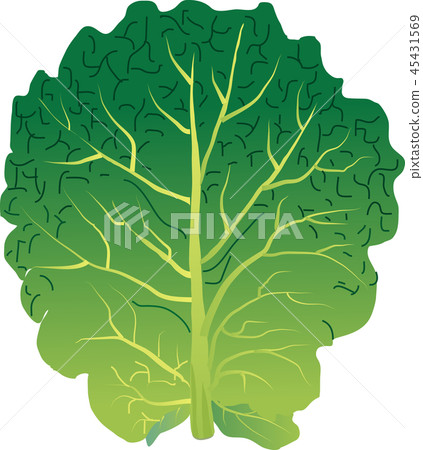 Kale Kale 45431569