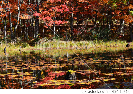 我去了#ano的Yanohara濕地 45431744