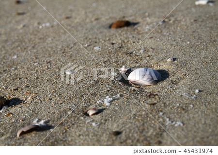 海，海灘，海灘，白色的沙灘，貝殼，貝殼，荒涼，回憶，感覺，復古 45431974
