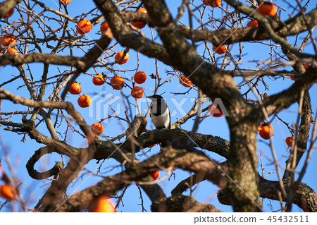 柿子，柑橘，小吃，冬季小吃，食品，水果，冬季食品，收穫，種植，農業，喜鵲 45432511