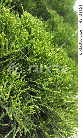 Green and fresh nature Green and fresh nature 45432652