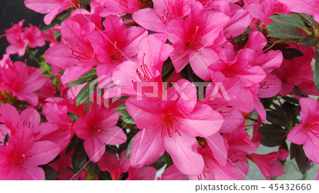 Azalea flowers Azalea flowers 45432660