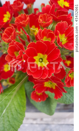 Red flower Red flower 45432661