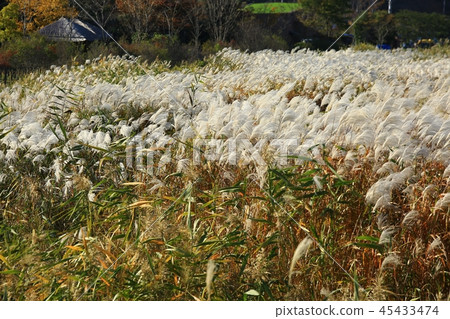 秋天，秋天風景，蘆葦，煥發，秋天旅行，suncheon海灣 45433474