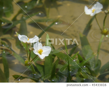 Urikawa flower blooming in paddy field (July 2017, Ena City, Gifu Prefecture) Urikawa flower blooming in paddy field (July 2017, Ena City, Gifu Prefecture) 45433816