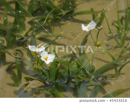 在稻田開花的小川花（2017年7月，岐阜縣伊那市） 45433818
