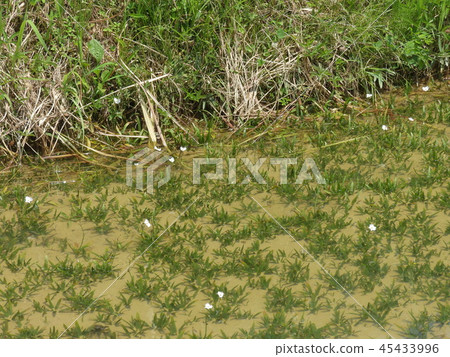 Urikawa flower blooming in paddy field (July 2017, Ena City, Gifu Prefecture) 45433996