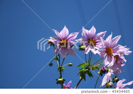 Kidachidalia和藍天 45434485