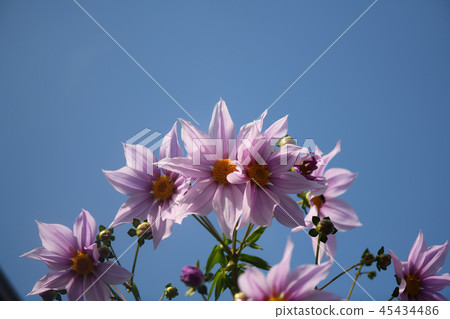 Kidachidalia和藍天 Kidachidalia和藍天 45434486