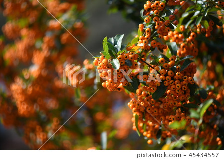 Fruit of Tachibanamodoki Fruit of Tachibanamodoki 45434557