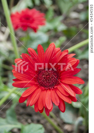 Gerbera, Barberton daisy  45434593