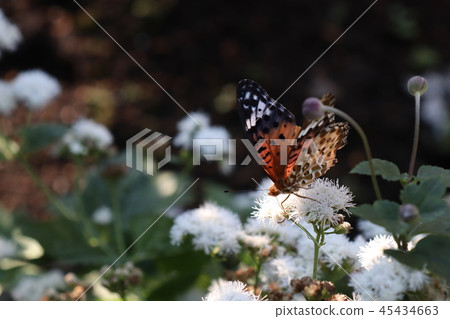 Cuckoo thistle and bluefin leopard 45434663