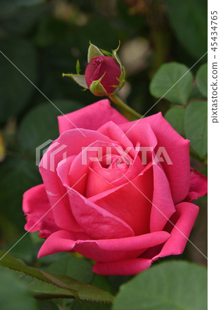 Rose (Maria Callas) 45434765