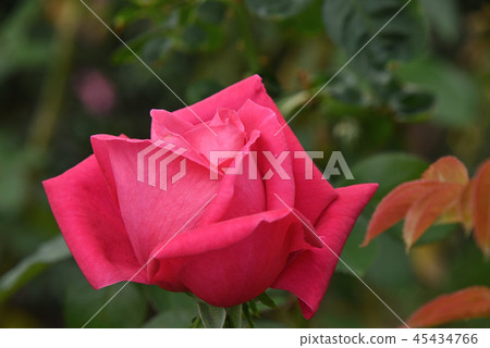 羅斯(瑪麗亞卡拉斯) 羅斯(瑪麗亞卡拉斯) 45434766