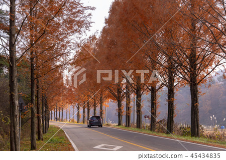 Metasequire, Jinan County, Jeonbuk Province Metasequire, Jinan County, Jeonbuk Province 45434835