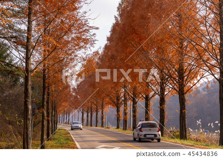 Metasequire, Jinan County, Jeonbuk Province Metasequire, Jinan County, Jeonbuk Province 45434836