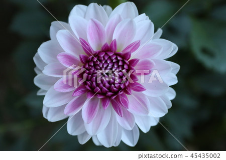 Violet dahlia 45435002