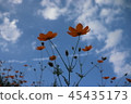 Cosmos flower blooming towards the sky 45435173