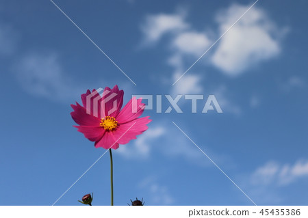 波斯菊,藍天和白色雲彩 波斯菊,藍天和白色雲彩 45435386
