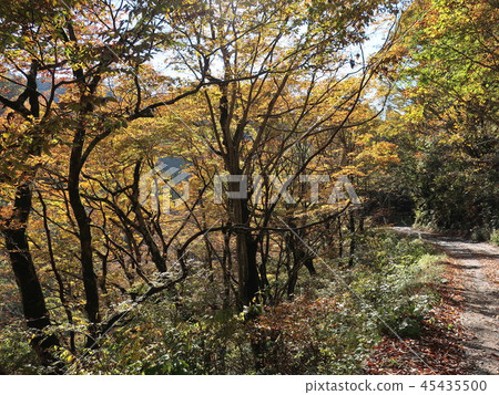 新潟縣阿迦鎮秋葉 45435500