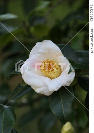 Acupuncture called Akiichiban Acupuncture called Akiichiban 45435578