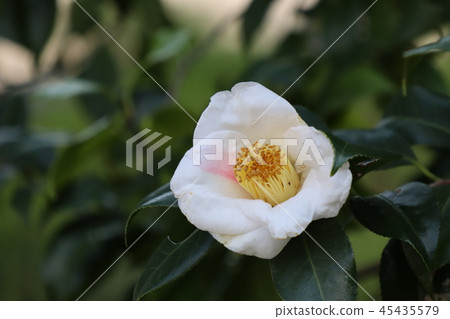 Acupuncture called Akiichiban 45435579