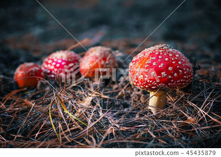 Autumn red mushroom amanita mushrooms in the grass Autumn red mushroom amanita mushrooms in the grass 45435879