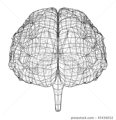 3D outline brain. Vector rendering of 3d 45436032