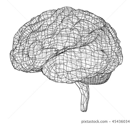 3D outline brain. Vector rendering of 3d 45436034
