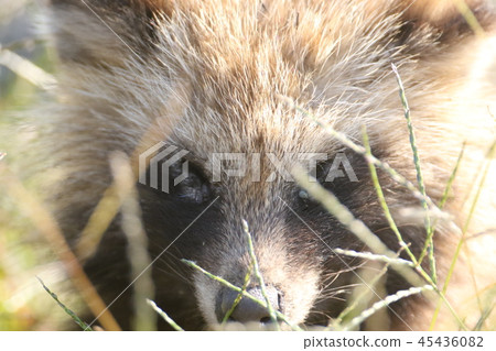 Raccoon dog 45436082