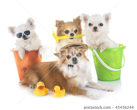 chihuahuas in holidays 45436244