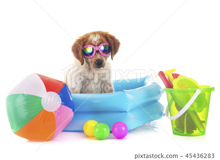 puppy brittany spaniel 45436283