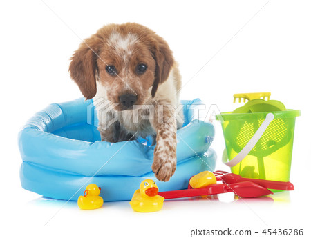 puppy brittany spaniel puppy brittany spaniel 45436286