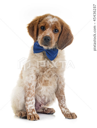 puppy brittany spaniel puppy brittany spaniel 45436287